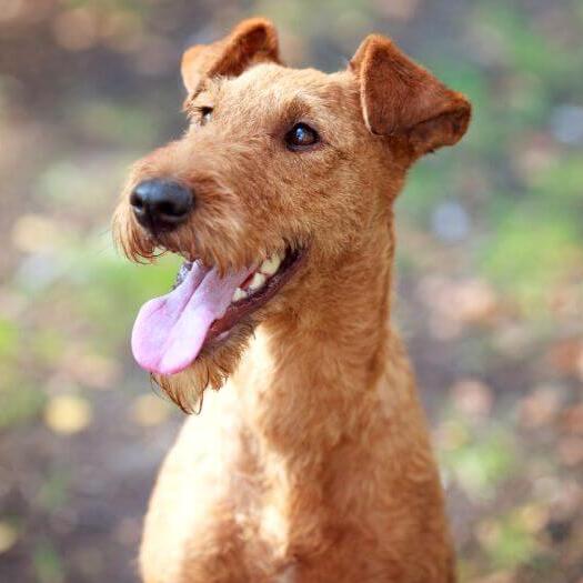 Red terriers best sale